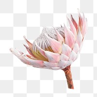 PNG protea, flower collage element, transparent background