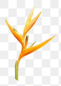 Bird of paradise PNG, flower sticker, transparent background