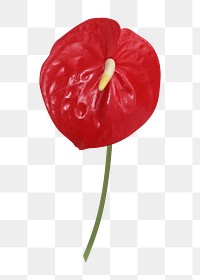 PNG anthurium, red flower sticker, transparent background 