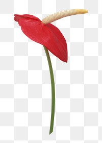 Red flower png, anthurium sticker, transparent background