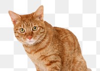 Gin แทรก/แก้ไข ลิงค์Keyboard shortcut Command+Lger cat png, cute pet, transparent background