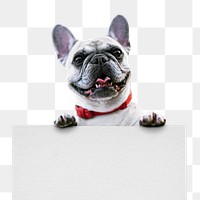 French bulldog png, transparent background