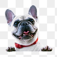 French bulldog png, transparent background