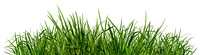 Green grass png sticker on transparent background