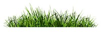 Green grass png sticker on transparent background