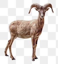 Mountain goat png clipart, wildlife, transparent background