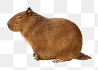 Capybara png clipart, wildlife, transparent background