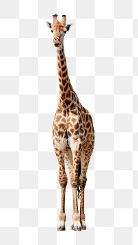 Giraffe png clipart, zoo animal, wildlife graphic on transparent background