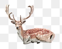 Deer png clipart, wildlife, transparent background