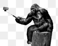 Gorilla png holding selfie stick clipart, zoo animal