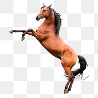 Rearing horse png clipart, pet, transparent background