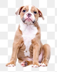 Bulldog png clipart, dog, transparent background