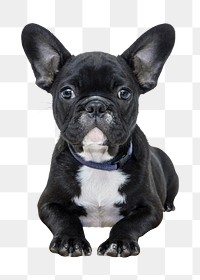 Black dog png clipart, French Bulldog, transparent background