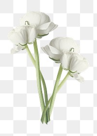 White flower png, ranunculus clipart, transparent background