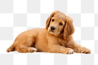 Puppy png clipart, Golden Retriever dog, transparent background