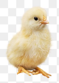 Chick png clipart, farm animal, transparent background