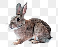 Hare png clipart, pet, transparent background