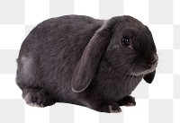 Black bunny png clipart, Holland Lop, transparent background