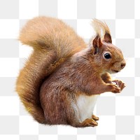 Squirrel png clipart, wildlife, transparent background