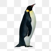 King penguin png, animal, transparent background