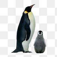 King penguin png, animal, transparent background