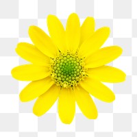 Yellow flower png, daisy clipart, transparent background