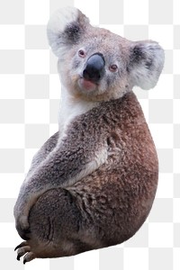 Cute koala png clipart, wildlife, transparent background