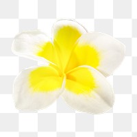 White flower png, frangipani sticker, transparent background