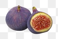 Fresh fig png clipart, purple fruit on transparent background