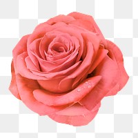 Pink rose png, wet flower clipart, transparent background