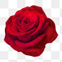 Red rose png, flower collage element, transparent background