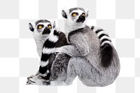 Lemur png, animal, transparent background