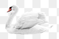 White swan png clipart, bird, transparent background