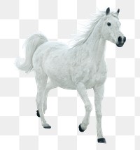 White horse png clipart, pet, transparent background