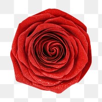 Rose png, valentine's flower clipart, transparent background