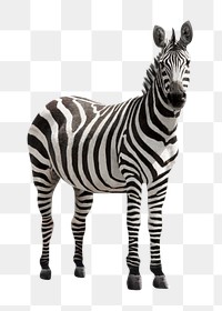 Zebra png clipart, wildlife, transparent background