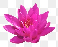 PNG magenta water lily, flower clipart, transparent background
