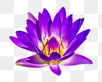 PNG purple water lily, flower clipart, transparent background