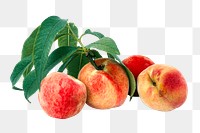 Organic peach png clipart, fresh fruit on transparent background