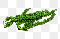 Black pepper png plant clipart, vegetable in green on transparent background