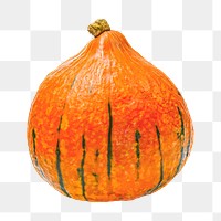Cucurbita pumpkin png clipart, orange vegetable 
