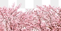 Cherry blossom png border, transparent background, pink flower aesthetic