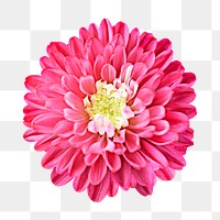 PNG pink dahlia, flower collage element, transparent background