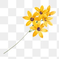 Flower png sticker, transparent background, remixed from original artworks by Pierre Joseph Redouté