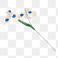 Flower png sticker, transparent background, remixed from original artworks by Pierre Joseph Redout&eacute;