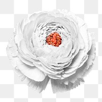 Persian buttercup sticker png, flower collage element in transparent background