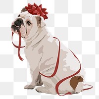 Christmas gift dog png sticker, English Bulldog on transparent background