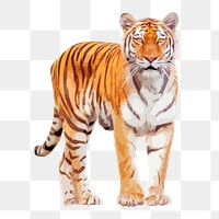 Tiger animal png sticker, transparent background