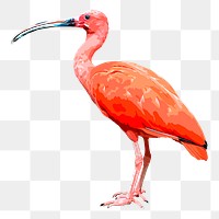 Ibis bird png sticker, transparent background