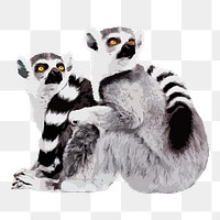 Lemur animals png sticker, transparent background